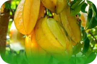 Imagem de Carambola da Linha de Embandejados Frutas Lessa