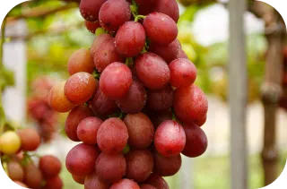 Imagem da Uva Benitaka da Linha Select de Uvas da Frutas Lessa