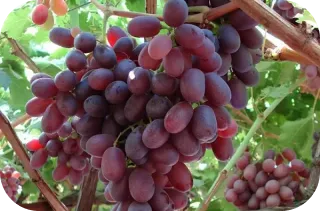 Imagem da Uva Crimson da Linha Select de Uvas da Frutas Lessa