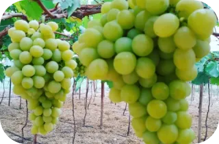 Imagem da Uva Thompson da Linha Select de Uvas da Frutas Lessa