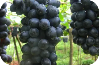 Imagem da Uva Vitória da Linha Select de Uvas da Frutas Lessa